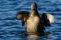 Musk duck (Biziura lobata) female, shaking wings, Perth, Western Australia.