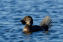 Musk duck (Biziura lobata) male, displaying on water, Perth, Western Australia.