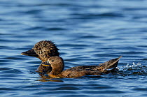Musk duck (Biziura lobata) female with duckling on water, Perth, Western Australia.