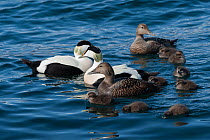 Common eiders (Somateria mollissima) males with females and ducklings on water, Hrisey Island, Iceland, Atlantic Ocean. June.