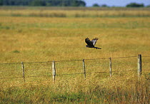 Long-winged harrier (Circus buffoni) hunting by quartering low over fields, Argentina.