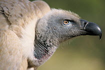 Cape vulture (Gyps coprotheres) head portrait, South Africa. Captive. Vulnerable.