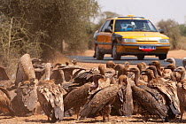 African white-backed vultures (Gyps africanus) and Ruppell's griffons (Gyps rueppelli) feeding on an animal carcass by the side of the road, with a car waiting to pass, St Louis region, Senegal,...