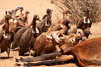 African white-backed vultures (Gyps africanus), Ruppell's griffons (Gyps rueppelli) and Griffon vultures (Gyps fulvus) appraching an animal carcass to feed, St Louis region, Senegal, Africa.