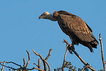 Griffon vulture (Gyps fulvus) perched on tree top, Madrid, Spain. December.
