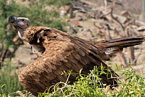 Arabian lapped-faced vulture (Torgos tracheliotos neguevenis) perched with wings spread, Sharjah, UAE. Endangered.
