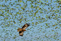 Whistling hawk (Haliastur sphenurus) in flight, hunting a large flock of Budgerigars (Melopsittacus undulatus), Billabong Roadhouse, Wannoo, Western Australia.