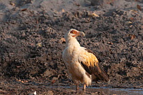 Palm-nut vulture (Gypohierax angolensis) standing in shallow water, Fathala Reserve, Toubacouta, Senegal, Africa.