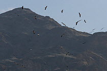 Egyptian vulture (Neophron percnopterus) flock in flight, circling in thermals, Muscat Governorate, Oman. Endangered.