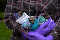 Volunteer at the Tolga Bat Hospital cradling three juvenile Spectacled flying foxes (Pteropus conspicillatus) rescued by volunteers from a nearby forest, after their mothers died from the effects of p...