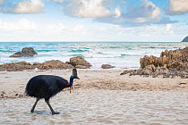 Southern cassowary (Casuarius casuarius) walking on beach, Etty Bay, Queensland, Australia.