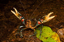 Lamington spiny crayfish (Euastacus sulcatus) standing in shallow stream in defensive posture, Cunningham's Gap, Queensland, Australia.