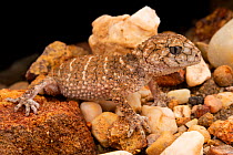 Prickly knob-tailed gecko (Nephrurus asper) camouflaged on rocky ground at night, Goonderoo Nature Reserve, Queensland, Australia.