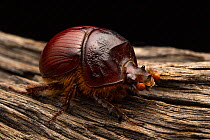 Dor beetle (Blackburnium sloanei) female, portrait, Currawinya National Park, Queensland, Australia.