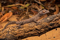 Eastern spiny-tailed gecko (Strophurus williamsi) crawling on a dead branch, Epping Forest National Park, Clermont, Queensland, Australia.