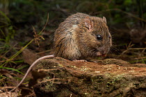 Pale field rat (Rattus tunneyi) feeding at night,  Ravensbourne, Queensland, Australia.