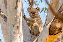 Koala (Phascolarctos cinereus) resting during the day in large Eucalypt (Eucalyptus sp.) tree,  Goonderoo Nature Reserve, Queensland, Australia.