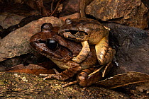 Southern barred frogs (Mixophyes balbus) pair in amplexus, Gibralta Range National Park, New South Wales, Australia.