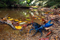 Mount Lewis spiny crayfish (Euastacus fleckeri) at edge of mountain stream, in defensive posture, Mount Lewis, Wet Tropics World Heritage area, Queensland, Australia.