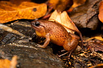 Fry's frog (Austrochaperina fryi) on wet rocks and leaf litter, portrait, Mount Lewis National Park, Wet Tropics World Heritage area, Queensland,  Australia.
