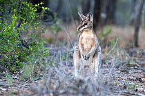 Bridled nailtail wallaby (Onychogalea fraenata) resting in open woodland, Avocet Nature Reserve, Queensland, Australia.