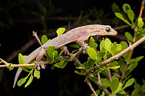 Tree dtella (Gehyra dubia) climbing in low vegetation at night, Avocet Nature Reserve, Queensland, Australia.