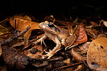 Mount Carbine frog (Mixophyes carbinensis) in rainforest leaf litter, Mount Lewis National Park, Wet Tropics World Heritage area, Queensland, Australia.