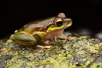 Pearson's tree frog (Litoria pearsoniana) resting on rock in stream at night, Cunningham's Gap, Queensland, Australia.