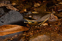 Northern stony creek frog (Litoria jungguy) resting in shallow stream at night, Mission Beach, Queensland, Australia.