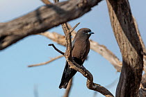 Little woodswallow (Artamus minor) perched on branch, Currawinya National Park, Queensland,  Australia.