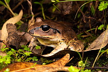 Great barred frog (Mixophyes fasciolatus) resting in damp vegetation at night, Cunningham's Gap, Queensland, Australia.
