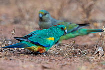 Two Mulga parrots (Psephotus varius) foraging on the ground, Currawinya National Park, Queensland, Australia.