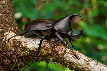 Rhinoceros beetle (Xylotrupes gideon) on a branch,  Mount Lewis National Park, Queensland, Australia.