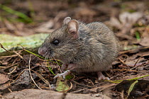 New Holland mouse (Pseudomys novaehollandiae) portrait, Ravensbourne, Queensland, Australia.