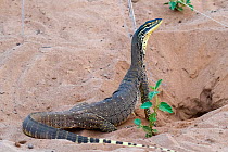 Yellow-spotted monitor (Varanus panoptes) standing at burrow entrance, Epping Forest National Park, Clermont, Queensland, Australia.