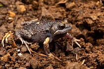 Dusky toadlet (Uperoleia fusca) crawling over muddy ground, Border Ranges, Queensland, Australia.