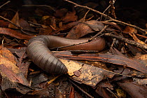 Giant earthworm (Digaster longmani) moving through heavy leaf litter at night, Ravensbourne, Queensland, Australia.