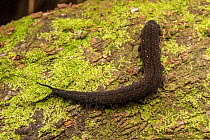 Velvet worm (Onychophora) on a damp, moss covered log at night, Cunningham's Gap, Queensland, Australia.