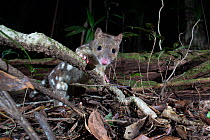 Spotted-tailed quoll (Dasyurus maculatus gracilis) foraging in rainforest at night, Wet Tropics World Heritage area, Northern Queensland,  Australia. Endangered.