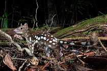 Spotted-tailed quoll (Dasyurus maculatus gracilis) foraging in rainforest at night, Wet Tropics World Heritage area, Northern Queensland,  Australia. Endangered.