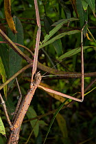 Margin-winged stick insect (Ctenomorpha marginipennis) camouflaged in low vegetation,  Toowoomba, Queensland, Australia.