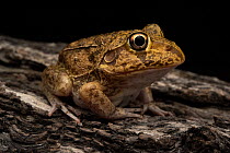 Wide-mouth frog (Cyclorana novaehollandiae) resting on log at night in rainforest, Currawinya National Park., Queensland, Australia.