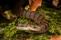 Rough-scaled snake (Tropidechis carinatus). Hunting at night along rainforest creek, Cunningham's Gap, Queensland, Australia.