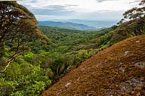 View across rainforest valley, Mount Lewis National Park, Wet Tropics World Heritage area, Queensland,  Australia. December, 2021.
