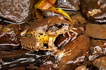 Fleay's barred frog (Mixophyes fleayi) in shallow running stream, Cunningham's Gap, Queensland, Australia. Endangered
