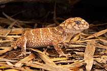 Prickly knob-tailed gecko (Nephrurus asper) hunting at night, Goonderoo Nature Reserve, Queensland, Australia.