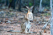 Bridled nailtail wallaby (Onychogalea fraenata) portrait, Avocet Nature Reserve, Queensland, Australia.