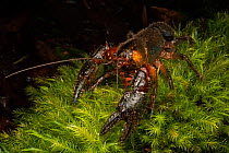 Jagara hairy crayfish (Euastacus jagara) at night, a very rare crayfish with highly restricted distribution, found in several rainforest streams, Goomburra State Forest, Queensland, Australia. Critica...