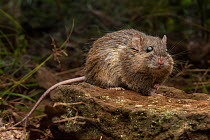 Pale field rat (Rattus tunneyi) foraging at night,  Ravensbourne, Queensland, Australia.