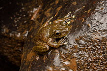 Waterfall frog (Litoria nannotis) resting on a wet rock near waterfall at night, Wooroonooran National Park, Wet Tropics World Heritage area, Queensland,   Australia.